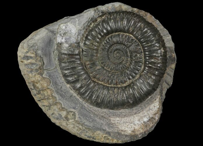 Dactylioceras Ammonite Fossil - England #100450